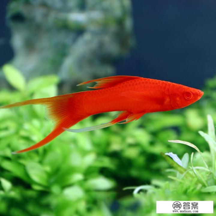 红玛丽和红箭怎么区别? 红玛丽和红箭怎么区别?