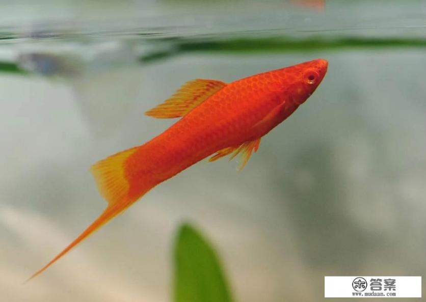 红玛丽和红箭怎么区别? 红玛丽和红箭怎么区别?