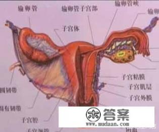 女人没有卵巢，没子宫，怎样保养？