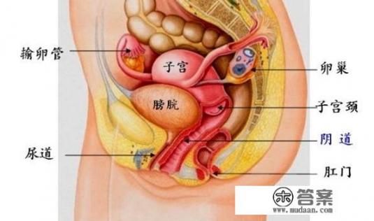 女人没有卵巢，没子宫，怎样保养？