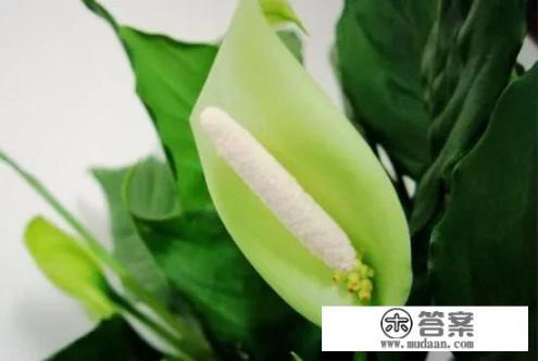 为什么我家的＂万年青＂养不活？