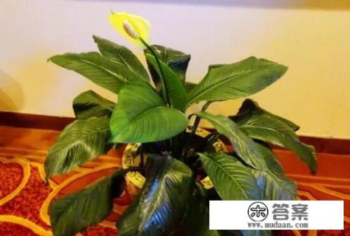 为什么我家的＂万年青＂养不活？