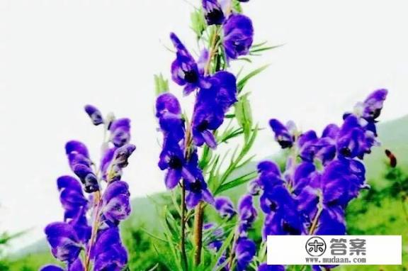 为什么叫制草乌？