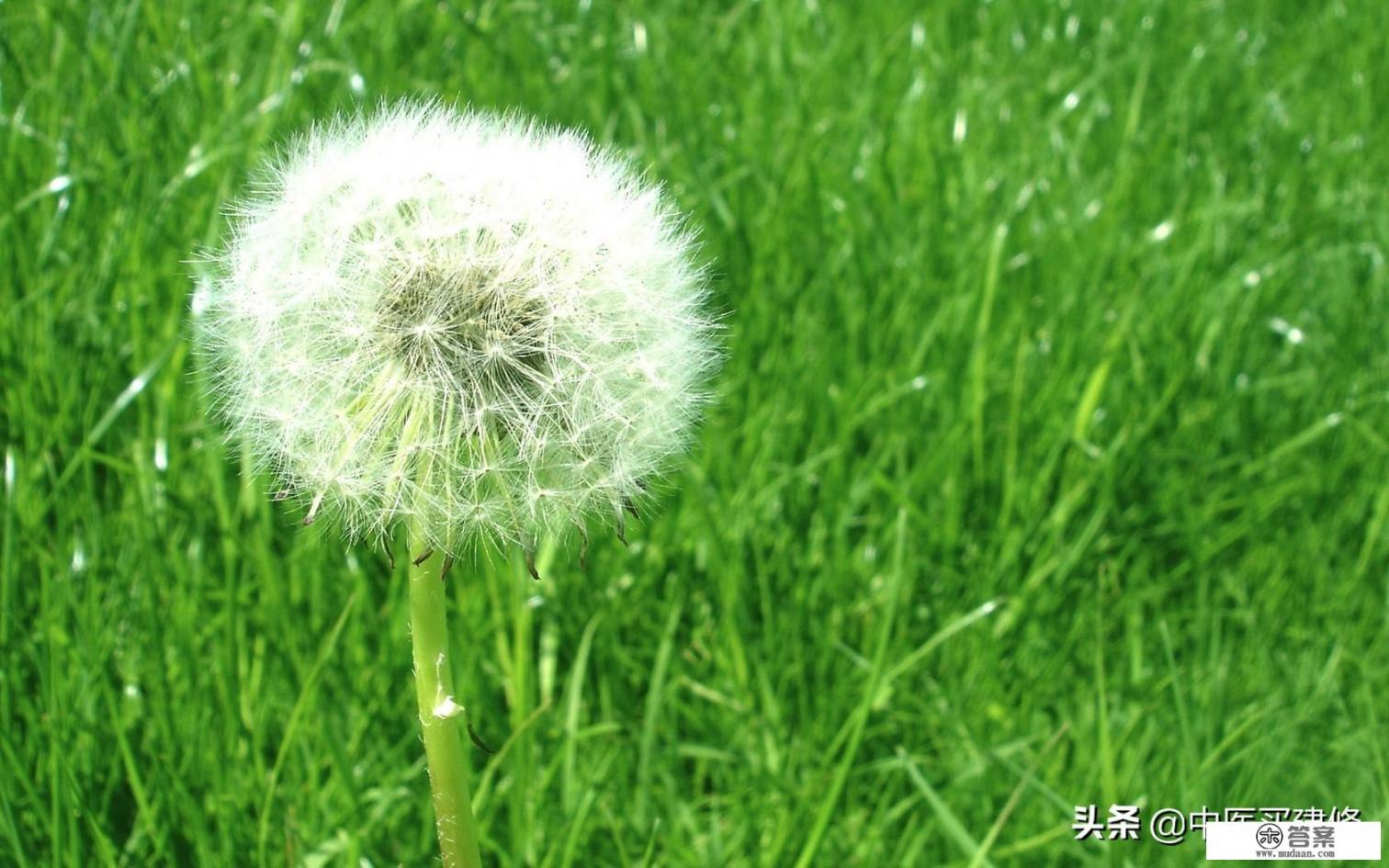 蒲公英和决明子可以一起泡水喝吗？