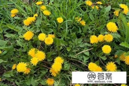 蒲公英和决明子可以一起泡水喝吗？