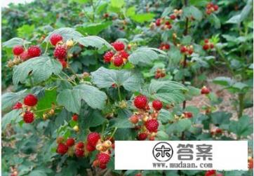 树莓是什么？