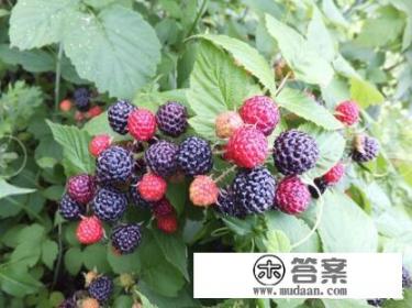 树莓是什么？