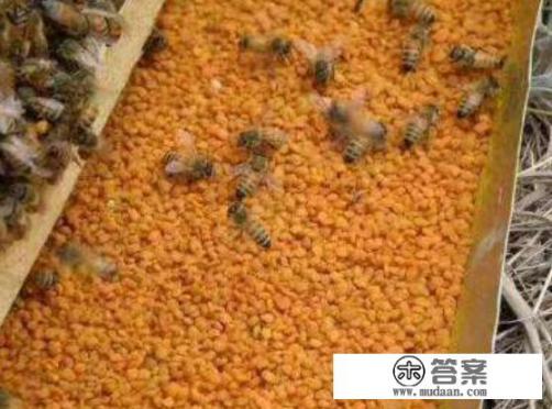 蜜蜂采花粉有什么作用？