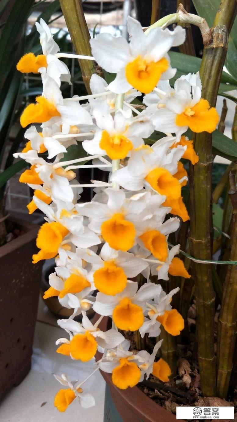 石斛花可以泡水喝吗？有什么功效？