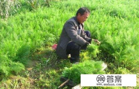 小茴香图片和孜然的区别？