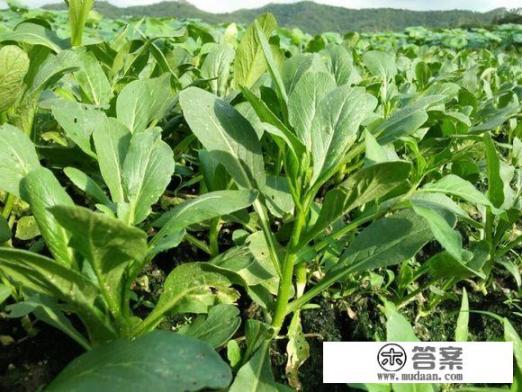 增城特产必买清单？