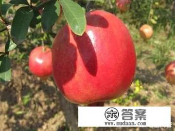 河阴石榴为什么那么贵? 河阴石榴为什么那么贵?