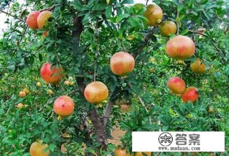 河阴石榴为什么那么贵?