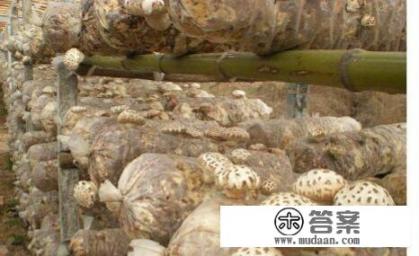 菌菇和香菇的区别? 菌菇和香菇的区别?