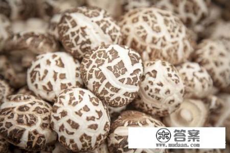 菌菇和香菇的区别? 菌菇和香菇的区别?