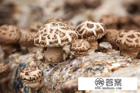 菌菇和香菇的区别? 菌菇和香菇的区别?