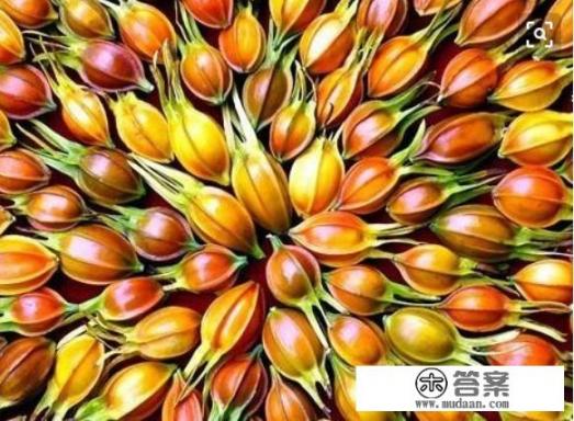 中药红栀子和黄栀子是一样的吗？只是叫法不一样吗？