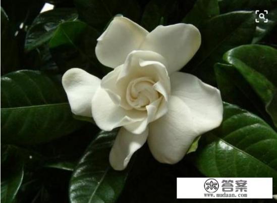 中药红栀子和黄栀子是一样的吗？只是叫法不一样吗？