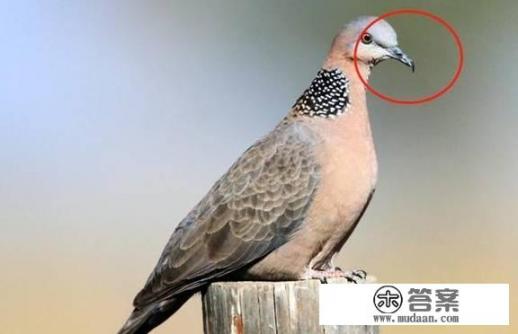 斑鸠公母图片对比？