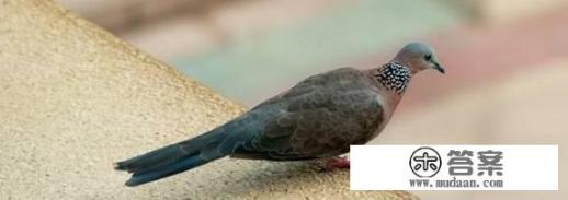 斑鸠公母图片对比？