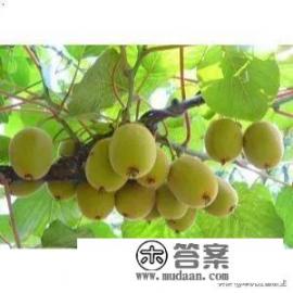 猕猴桃的功效与作用是什么？孕妇吃猕猴桃有什么副作用吗？