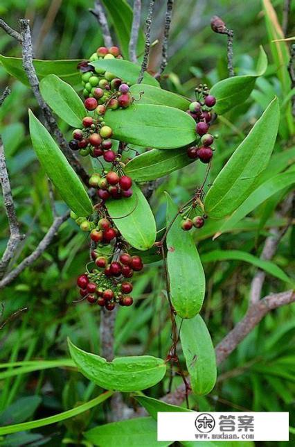 茯苓的功效与作用？