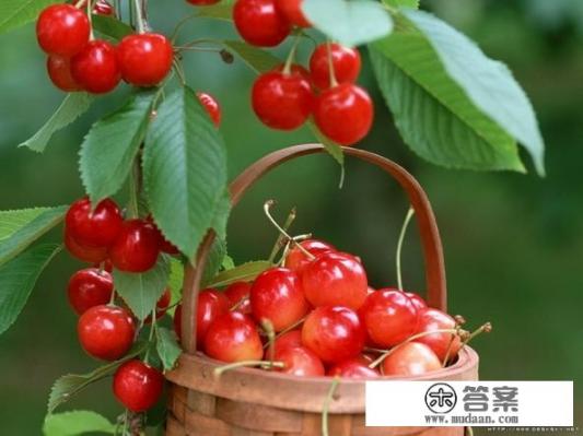 车厘子和樱桃是一种水果吗？营养是不是同样的？