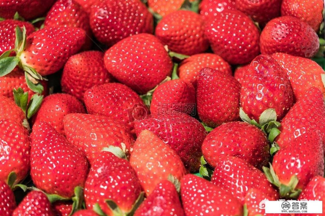 牛奶草莓多久结果？