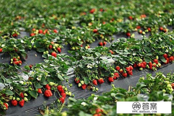 牛奶草莓多久结果？