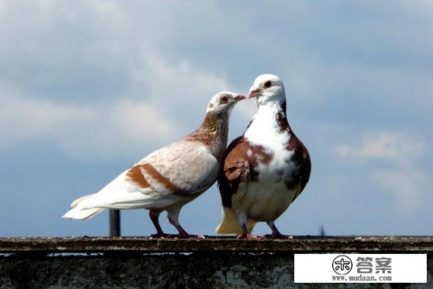 社会达尔文主义:弱肉强食,成王败寇,丛林法则是否真理? 社会达尔文主义:弱肉强食,成王败寇,丛林法则是否真理?