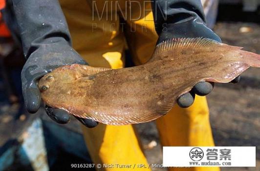 龙利鱼和巴沙鱼的区别有哪些? 龙利鱼和巴沙鱼的区别有哪些?