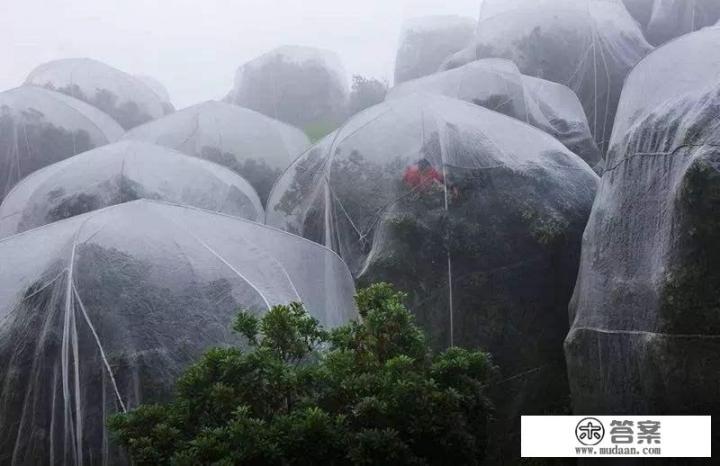 杨梅里面全是小虫子!请问能吃吗？