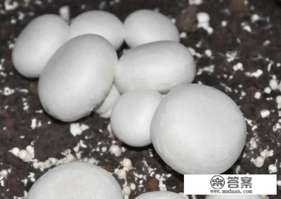 菜地如何种植双孢菇？