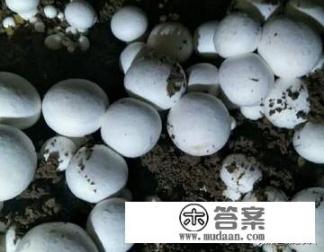 菜地如何种植双孢菇？