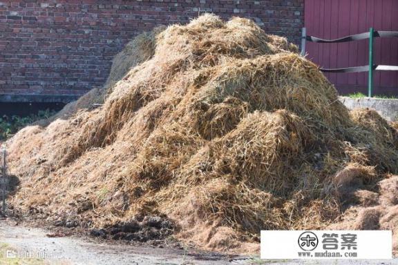 菜地如何种植双孢菇？