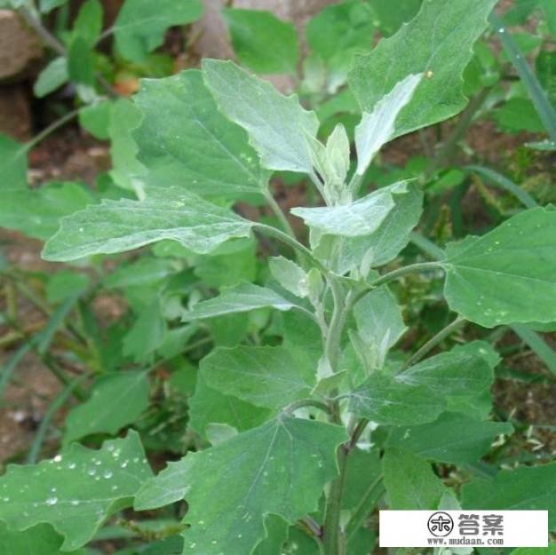 农村随处可见的杂草，有哪些是隐藏的中药？