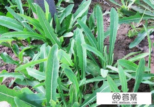 农村随处可见的杂草，有哪些是隐藏的中药？