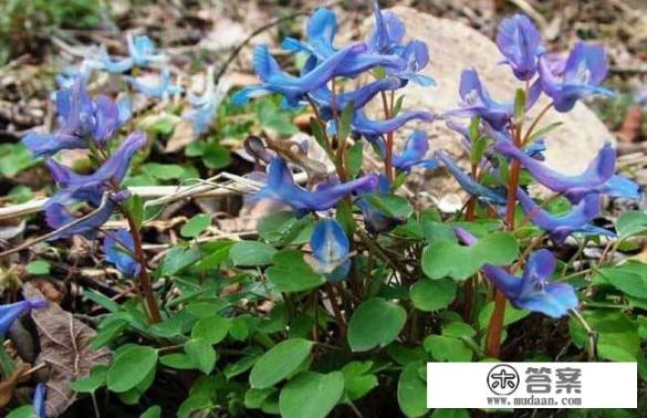 延胡索的功效与作用？