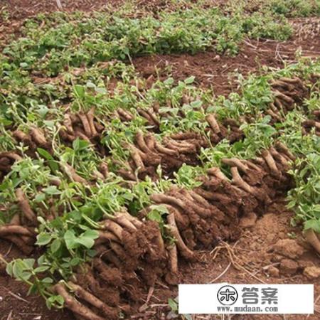 葛根粉的对人体的好处？