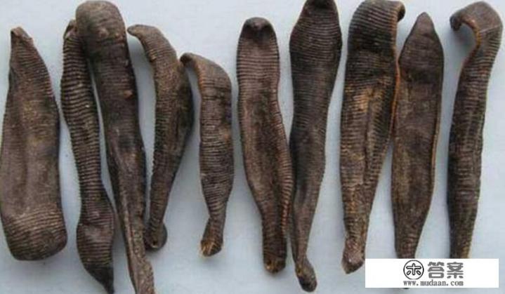 蚂蟥有哪些功效? 蚂蟥有哪些功效?