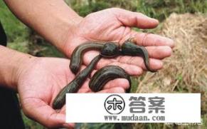 蚂蟥有哪些功效? 蚂蟥有哪些功效?