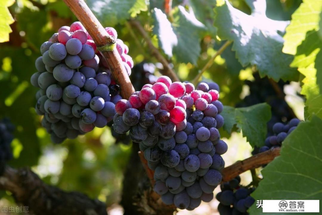 黑加仑葡萄干与普通葡萄干哪种好? 黑加仑葡萄干与普通葡萄干哪种好?