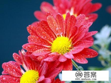 菊花的种类有哪些？