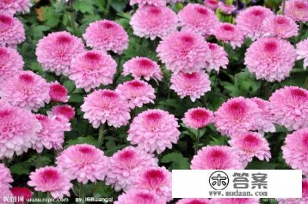 菊花的种类有哪些？