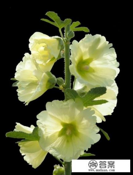 蜀葵花种在门前好不好？