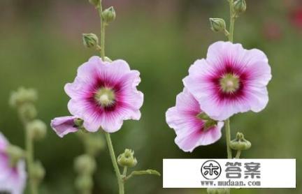 蜀葵花种在门前好不好？