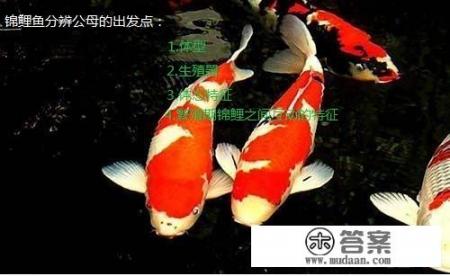 什么锦鲤价值上亿 什么锦鲤价值上亿