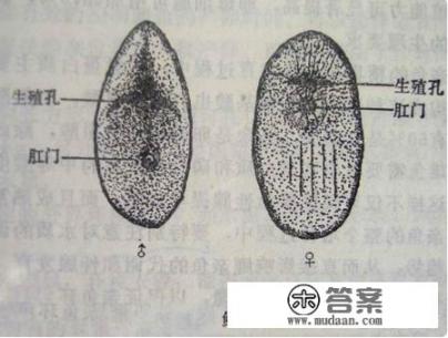 什么锦鲤价值上亿 什么锦鲤价值上亿