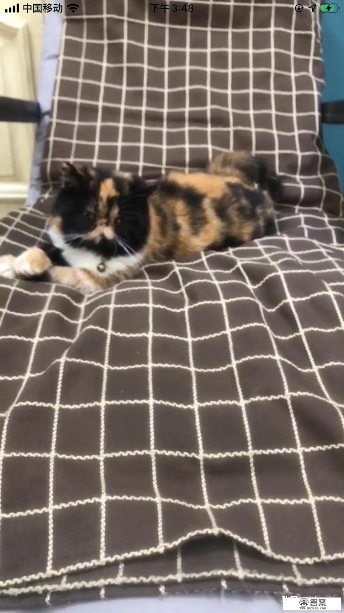 猫罐头多久喂一次？