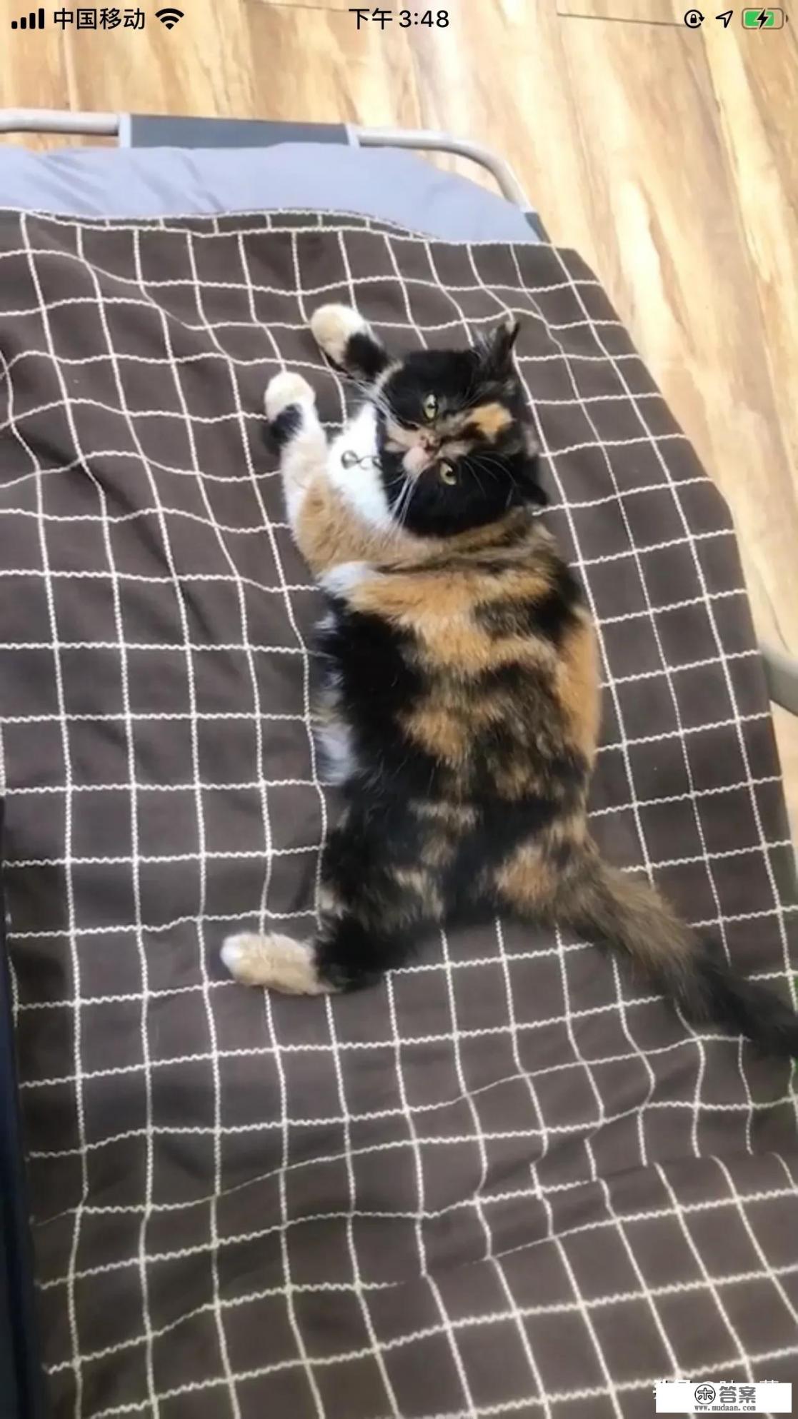 猫罐头多久喂一次？